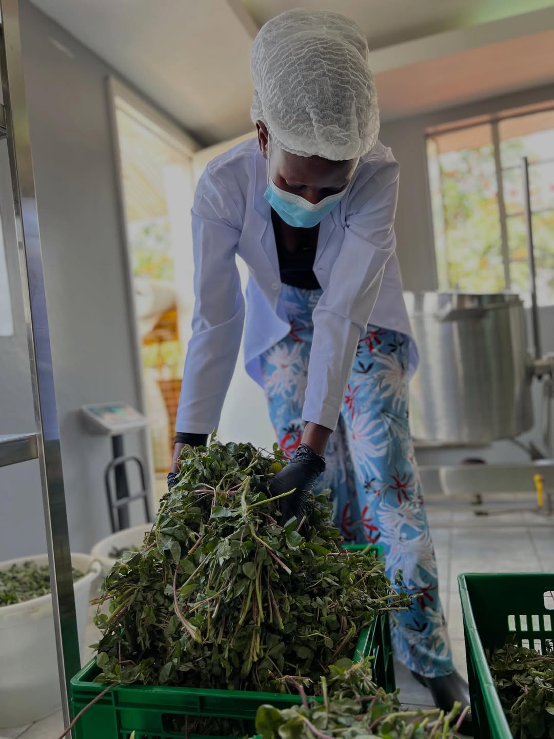 2. Indigenous Vegetable Promotion Initiative